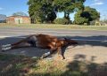 Cavalo morre atropelado por moto em rodovia de Piracicaba; caso é o 2º em menos de 24 horas