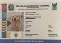 'RG Pet' permite identificação por QR Code e ajuda a localizar animais perdidos; veja os nomes mais registrados e saiba como fazer